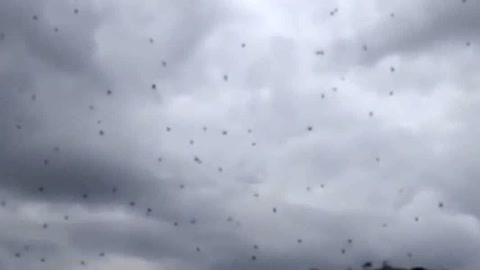 网罗天下 大群蜘蛛“浮”在半空中