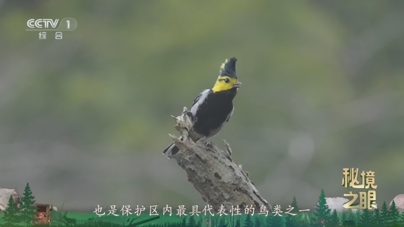 秘境之眼 《秘境之眼》 黄颊山雀 20260518