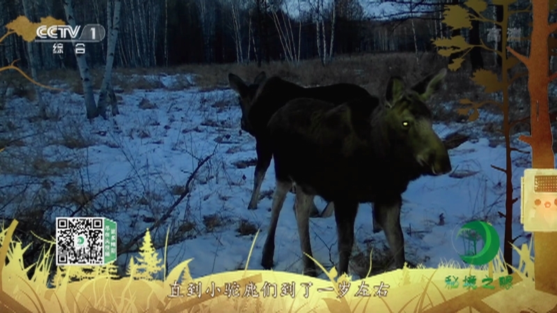 秘境之眼 《秘境之眼》 驼鹿 20220620