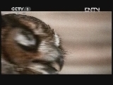动物世界 《动物世界》 20120506