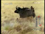 动物世界 动物世界 2009年 第201期