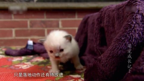 萌宠养成计划 小雪球第一次探险