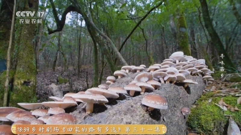 《乡土中国》 20251210 寻味菇乡