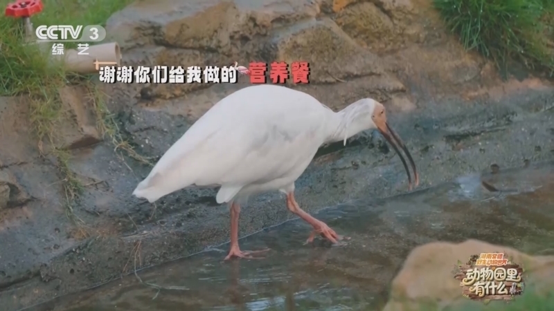 《动物园里有什么》 20250815