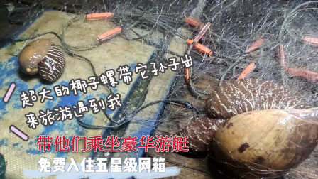 南澳岛赶海日记 超大的椰子螺带着它的孙子出来旅游，遇到捕鱼的彪哥决定带它们坐豪华游艇，然后免费入住五星级网箱
