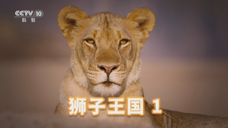 《自然传奇》 20260223 狮子王国 1