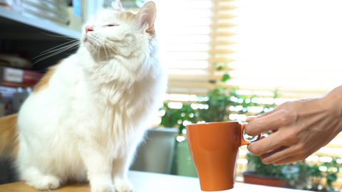 喵客帝国 猫能分辨猫屎咖啡吗？