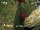 消费主张 《消费主张》 20170628 水果市场消费调查：缤纷海南果