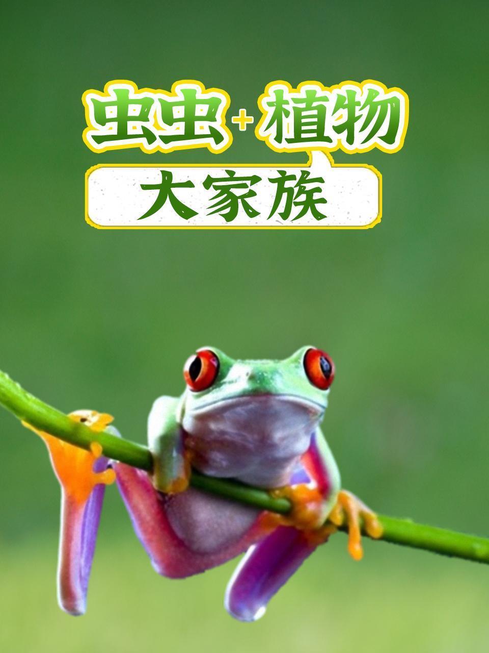 虫虫植物大家族