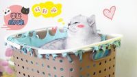 举起爪儿来 一招搞定收纳筐猫咪吊床 12