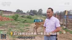 致富经 [致富经]上门女婿深山养鹿 一年卖出5000万 20180828