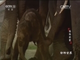 动物世界 《动物世界》 20161009 妈妈的爱