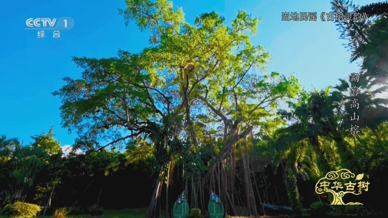 《中华古树》 勐海高山榕