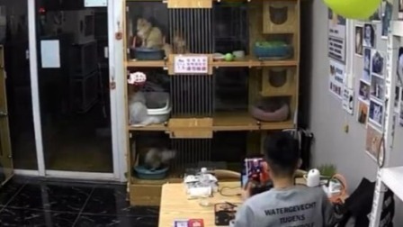 @所有人 肥猫压塌天花板，吓懵看球赛男子