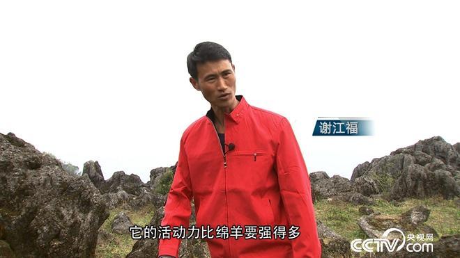 致富经 [致富经]粉牙齿 红骨头 稀奇羊如何卖到80元一斤 20180724