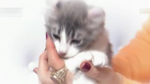 萌宠养成计划 小猫咪长成了白富美