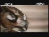 动物世界 《动物世界》 20120727