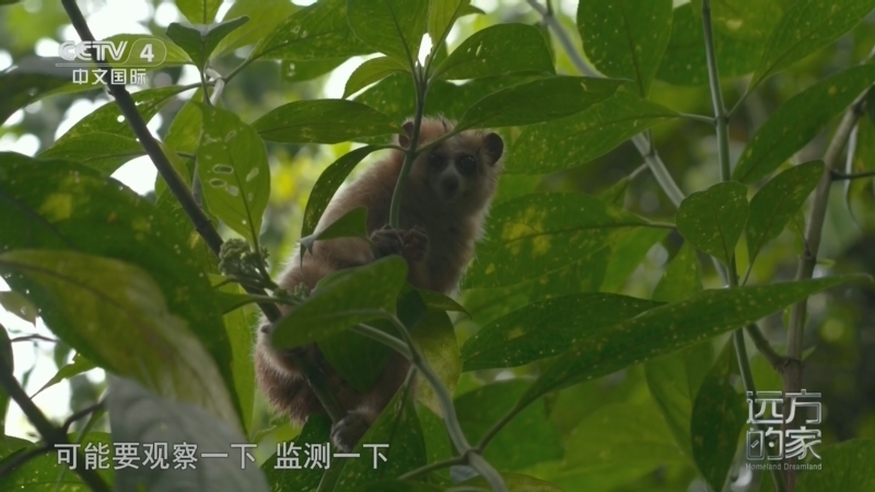 远方的家 《远方的家》 20260413 中国自然秘境 雨林奇境 自然密码