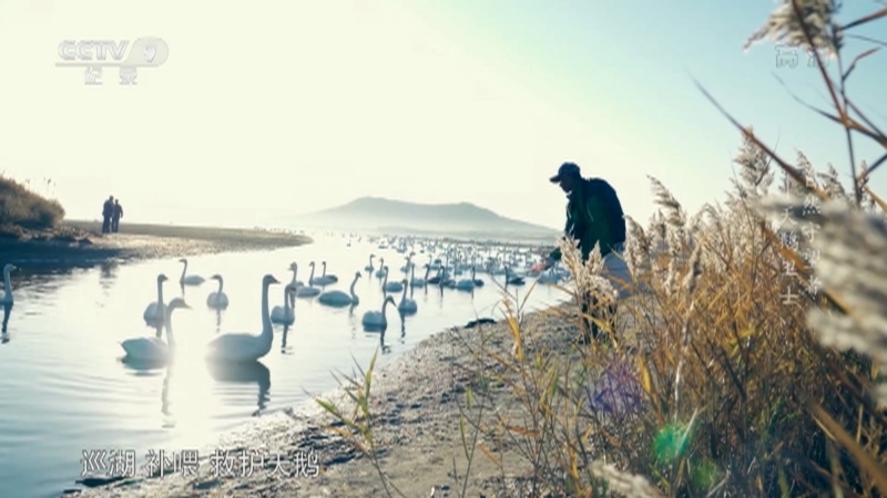 《自然守望者》第五季 第二集 天鹅卫士