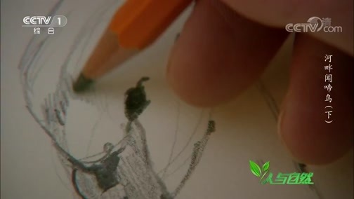 人与自然 《人与自然》 20190720 河畔闻啼鸟（下）