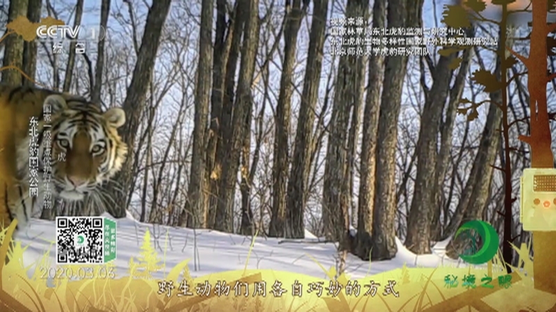 秘境之眼 《秘境之眼》 虎/豹/紫貂/黑熊/梅花鹿/狍 20220215