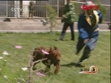 生财有道 《生财有道》 20111224 花卉大王的红獒情