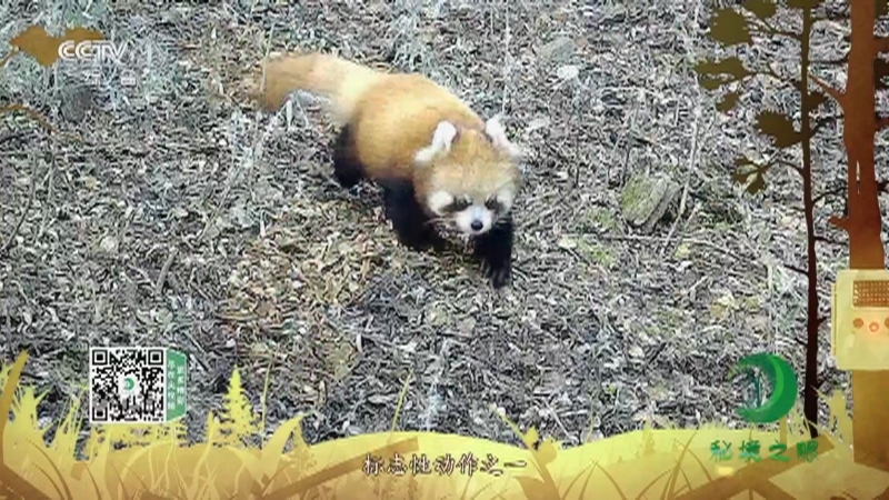 秘境之眼 《秘境之眼》 小熊猫 20221215