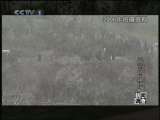 新闻调查 三访杨柳坪