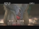 致富经 《致富经》 20150319 “圣女果大王”的传奇财富
