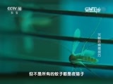 走近科学 《走近科学》 20160425 灭蚊防病需技巧