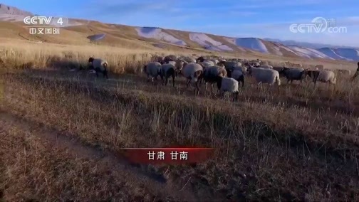 《我的中国年》 20190209 谭雅的雪域芳华