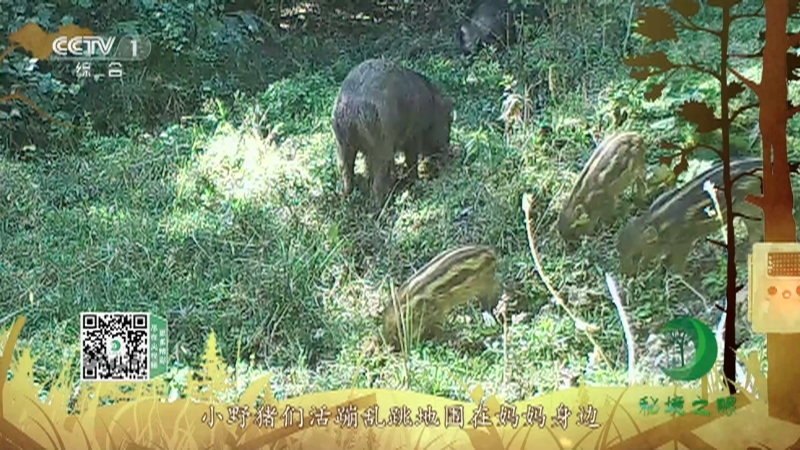《秘境之眼》 野猪 20210603