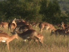 非洲自然写真（African Wild）第5集