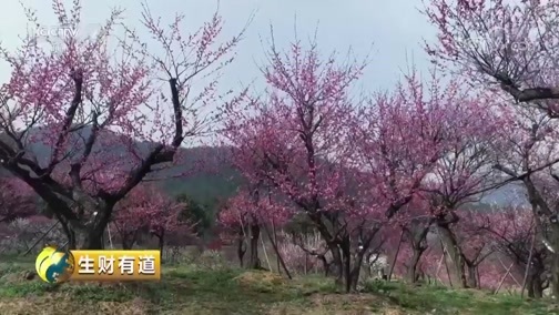 生财有道 《生财有道》 20190422 咱们家乡春天美 浙江长兴：春回大地 放飞童心