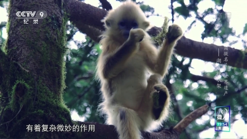 《中国微名片——世界遗产》（第一季） 第十五集 湖北神农架