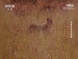 自然传奇 《自然传奇》 20170827 荒野生命的故事