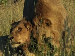 野蛮王国-群雄起义 第二季（SAVAGE KINGDOM -UPRISING-02）第1集：内敌