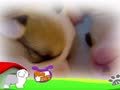 狗狗日记 第14天 我是睡美人