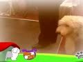 狗狗日记 第226天 脚侧随行测验