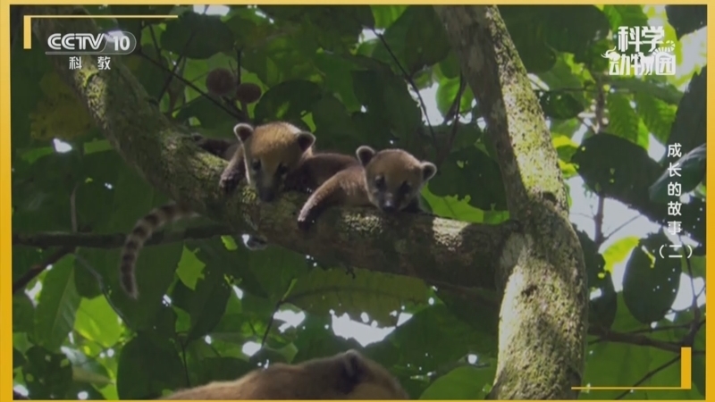 《科学动物园》 20250908 成长的故事（二）