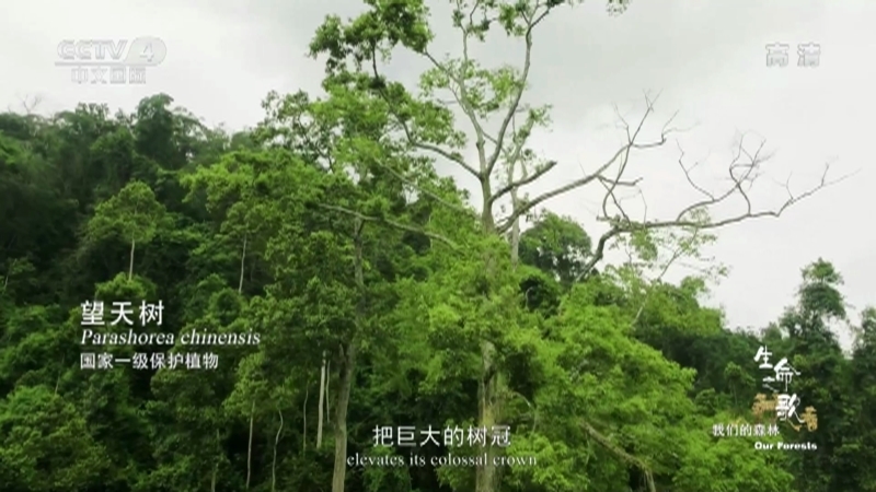 《生命之歌》 第3集 我们的森林