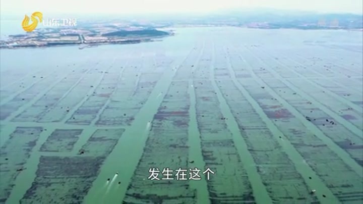 候鸟养鲍人