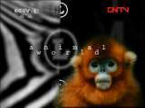 动物世界 《动物世界》 20110915