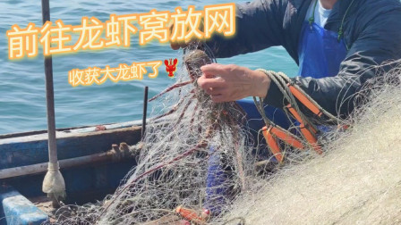 南澳岛赶海日记 彪哥终于还是前往龙虾窝放网了，这么久没放也还有龙虾，运气不错