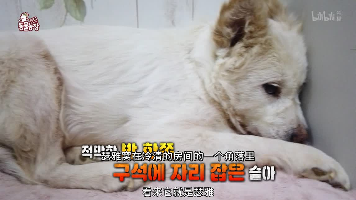 抑郁的狗狗