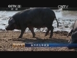 生财有道 《生财有道》 20140109 秘方养出草香猪