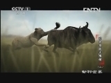 动物世界 《动物世界》 20131117 动物技能大揭秘（三）