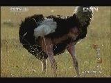 动物世界 《动物世界》 20121015