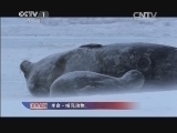 人与自然 《人与自然》 20140221 生命——哺乳动物