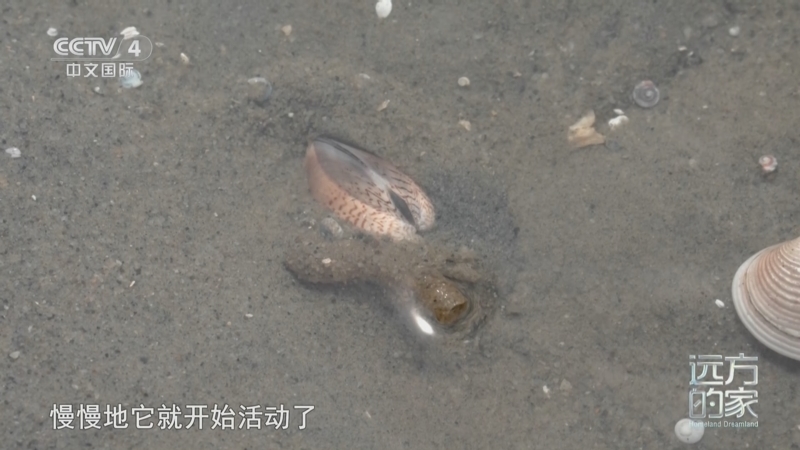 远方的家 《远方的家》 20250328 蔚蓝环抱的家园 碧海蓝天 向海而兴